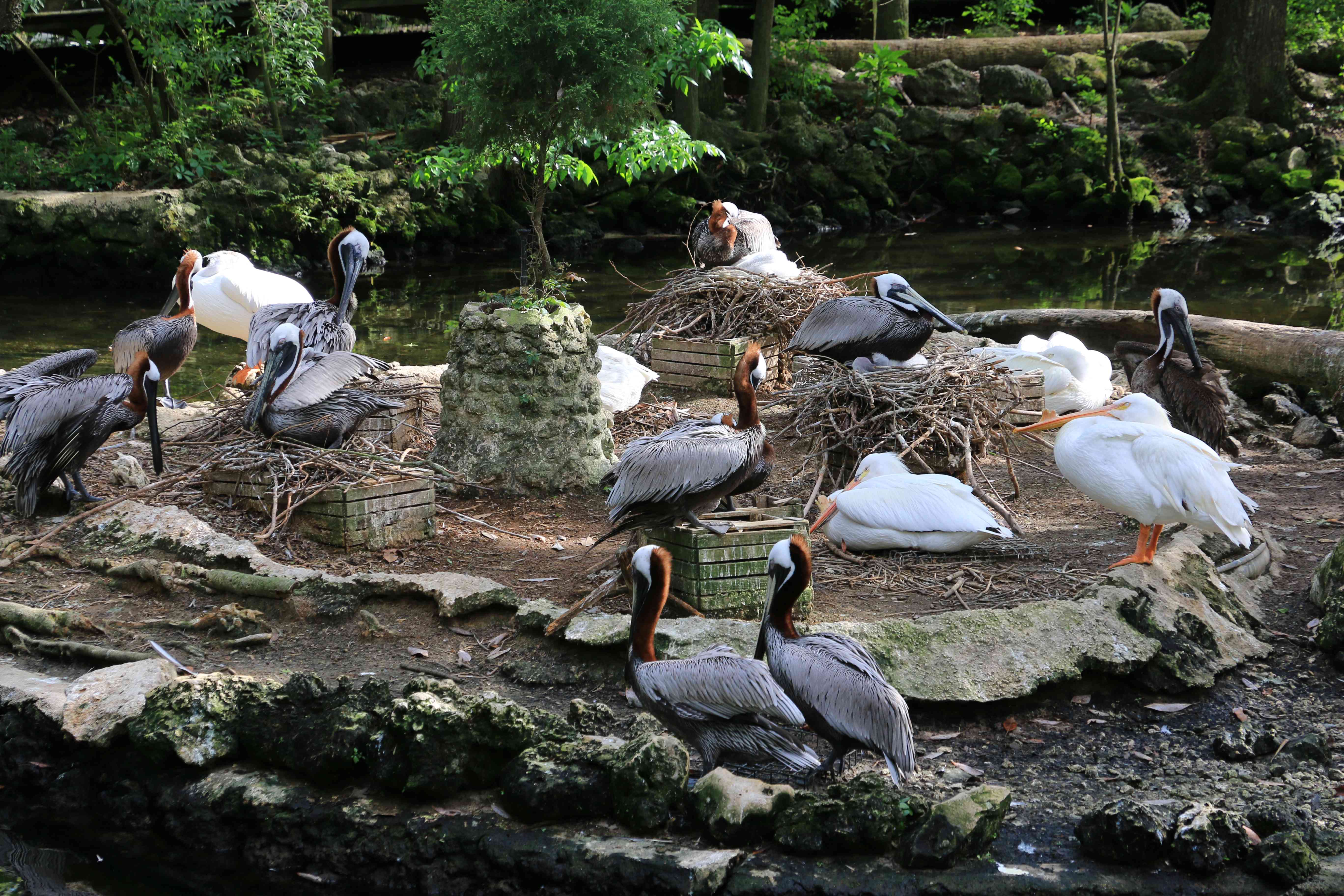 Brown and white pelicans together